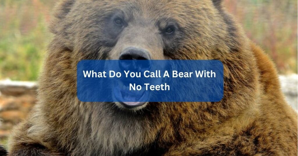 What Do You Call A Bear With No Teeth